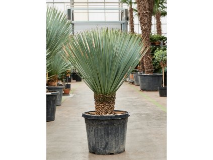 Yucca gloriosa, průměr 50 cm  Juka
