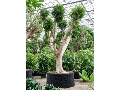 Ficus microcarpa Nitida, průměr 180 cm  Fíkovník