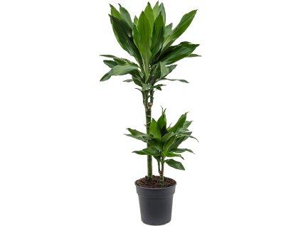 82623 dracaena fragrans janet lind prumer 19 cm