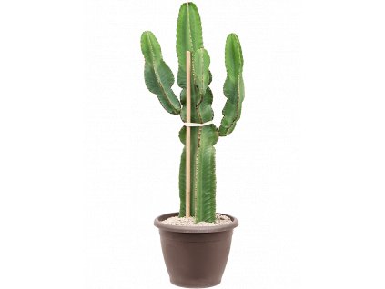 Euphorbia ingens, průměr 35 cm  Pryšec