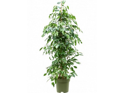 Ficus benjamina Exotica, průměr 27 cm  Fíkovník drobnolistý