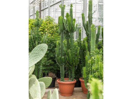 82653 euphorbia erytrea prumer 50 cm