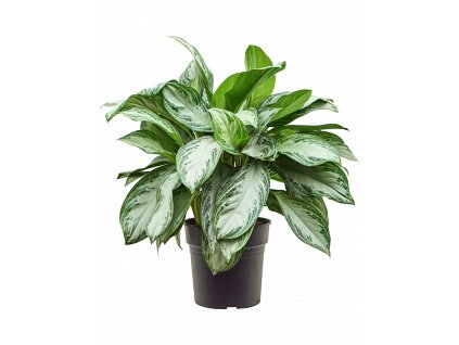 Aglaonema Silver Bay, průměr 27 cm  Aglaonema, Spící panna