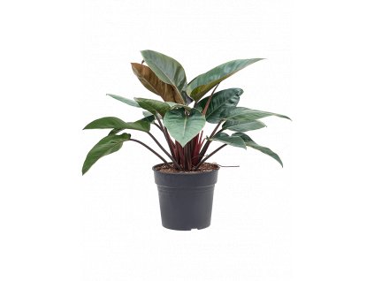 Philodendron Red Beauty, průměr 30 cm  Filodendron