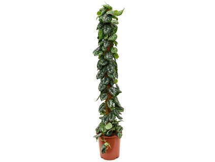 82662 scindapsus pictus trebie s kokosovou vzperou prumer 27 cm