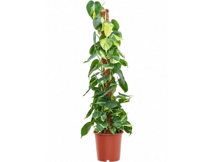 Philodendron scandens Brasil s kokosovou vzpěrou 120 cm, průměr 24 cm  Filodendron