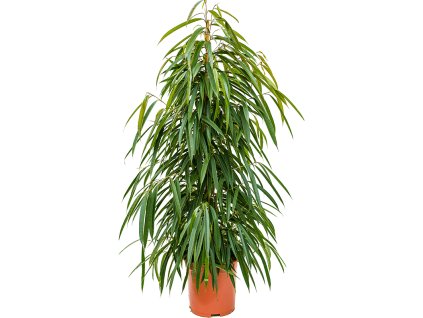 82668 ficus binnendijkii alii prumer 27 cm