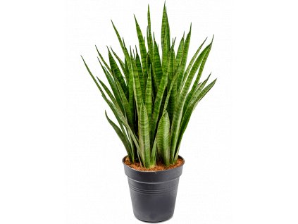 Sansevieria kirkii, průměr 19 cm  Sanseveria, Tchýnin jazyk, Tenura