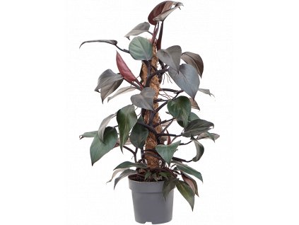 Philodendron New Red s kokosovou vzpěrou 60 cm, průměr 17 cm  Filodendron