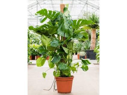82683 monstera deliciosa s kokosovou vzperou 180 cm prumer 40 cm