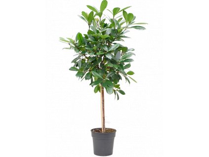 Ficus cyathistipula, průměr 30 cm  Fíkovník