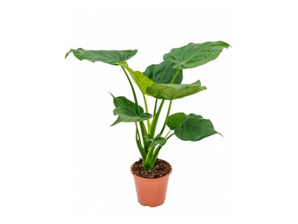 Alocasia cucullata, průměr 19 cm  Alokásie,  Alokázie