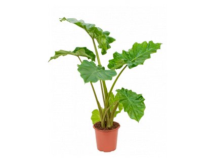 Alocasia Portodora, průměr 21 cm  Alokásie,  Alokázie