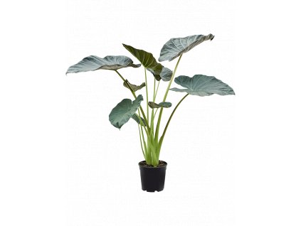 Alocasia Regal Shields, průměr 21 cm  Alokásie,  Alokázie