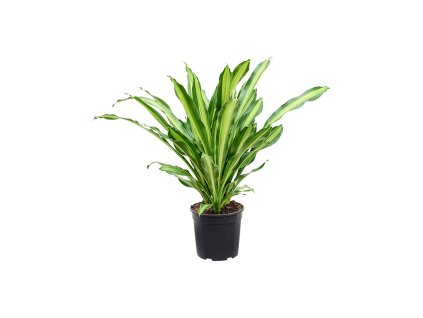 82698 dracaena fragrans burley prumer 27 cm