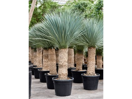 Yucca rostrata, průměr 55 cm  Juka