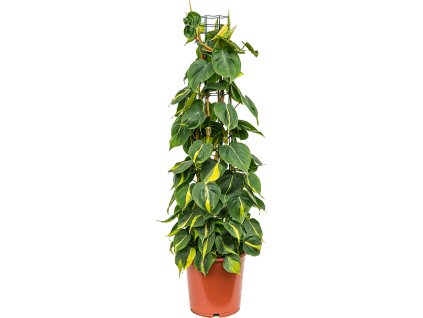 82710 philodendron scandens brasil prumer 24 cm