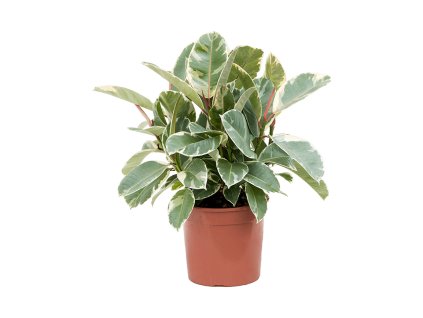 82734 ficus elastica tineke prumer 21 cm
