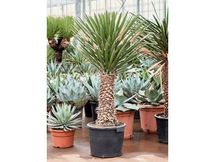 Yucca filifera, průměr 37 cm  Juka
