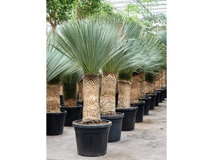 Yucca rostrata, průměr 48 cm  Juka