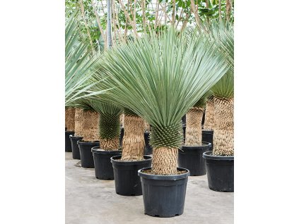 Yucca rostrata, průměr 45 cm  Juka