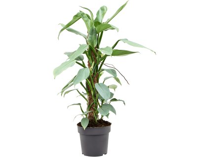 82752 philodendron silver queen s kokosovou vzperou 60 cm prumer 17 cm