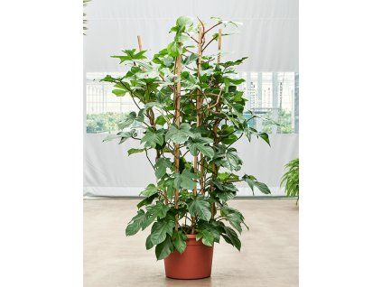 82758 philodendron squamiferum prumer 40 cm