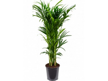 Howea forsteriana (Kentia), průměr 32 cm  Kencie, rajská palma