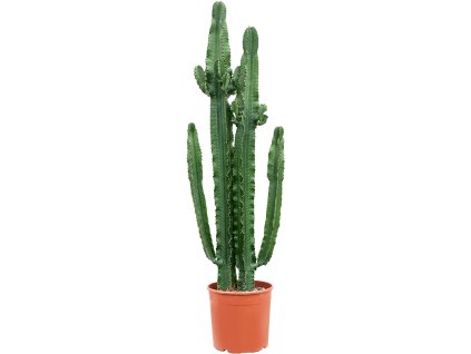 82764 euphorbia erytrea prumer 30 cm
