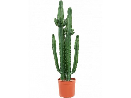 Euphorbia erytrea, průměr 30 cm  Pryšec