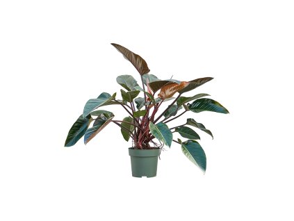 82773 philodendron red beauty prumer 30 cm