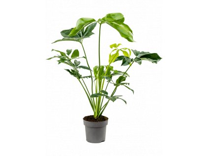 Philodendron Green Wonder, průměr 24 cm  Filodendron