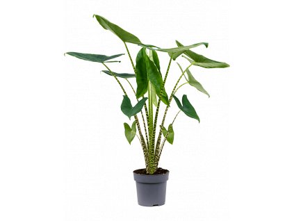 Alocasia zebrina, průměr 24 cm  Alokásie,  Alokázie