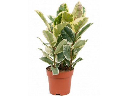 Ficus elastica Tineke, průměr 24 cm  Fíkovník pryžodárný, Fíkovník, Gumovník