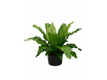 Asplenium nidus, průměr 37 cm  Sleziník, Sleziník hnízdnatý, ptačí hnízdo