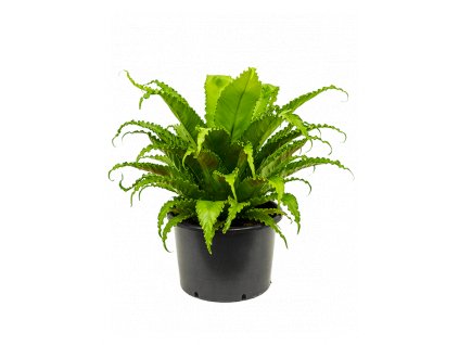 Asplenium antiquum Osaka, průměr 37 cm  Sleziník, Sleziník hnízdnatý, ptačí hnízdo