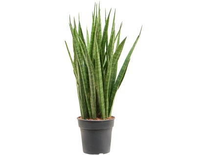 82791 sansevieria kirkii prumer 17 cm