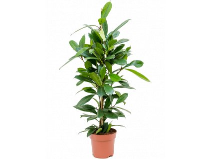 Ficus cyathistipula, průměr 21 cm  Fíkovník