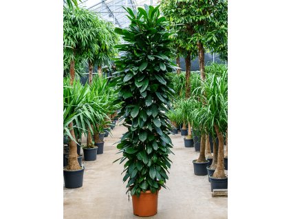 Ficus cyathistipula, průměr 40 cm  Fíkovník