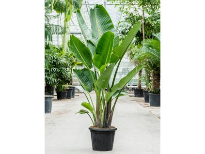 Strelitzia nicola, průměr 48 cm  Strelície natálská