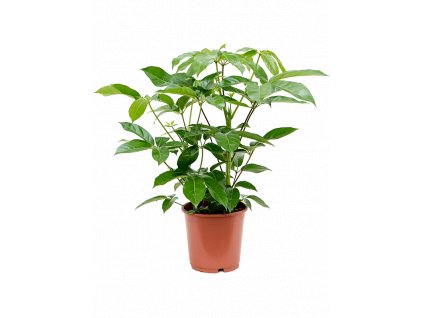 Schefflera actinophylla Amate, průměr 24 cm  Šeflera