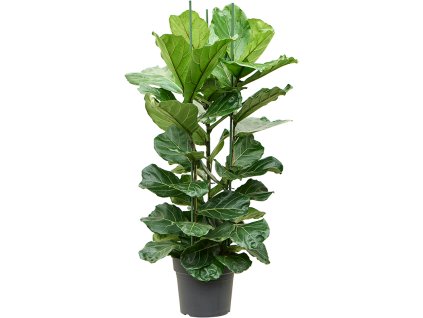 82818 ficus lyrata prumer 34 cm