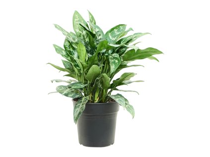82821 aglaonema maria prumer 24 cm
