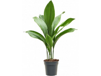 Aspidistra elatior, průměr 17 cm  Kořenokvětka