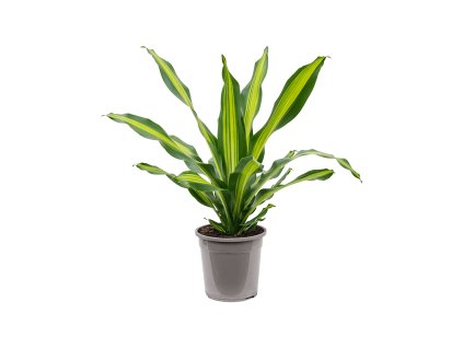 82845 dracaena fragrans burley prumer 24 cm