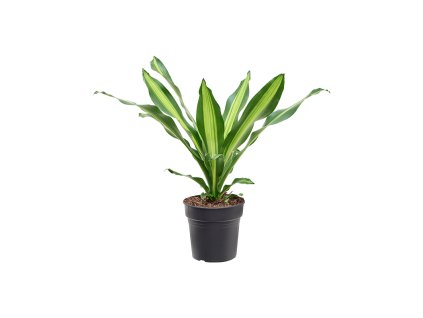 82848 dracaena fragrans burley prumer 21 cm