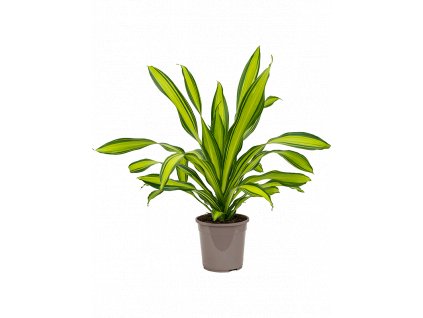 Dracaena fragrans Charley, průměr 24 cm  Dracéna vonná, dračinec