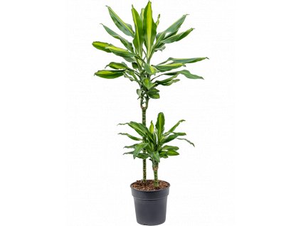 Dracaena fragrans Cintho, průměr 19 cm  Dracéna vonná, dračinec