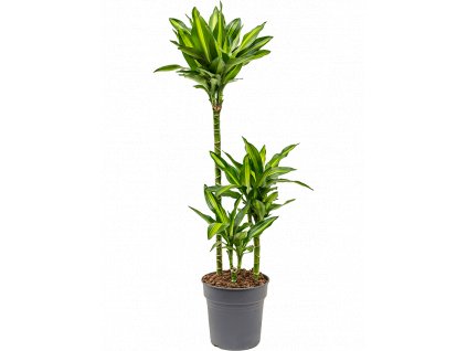 Dracaena fragrans Cintho, průměr 21 cm  Dracéna vonná, dračinec