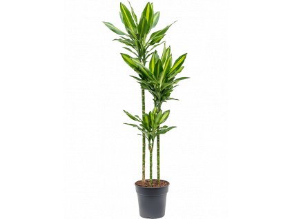 Dracaena fragrans Cintho, průměr 24 cm  Dracéna vonná, dračinec